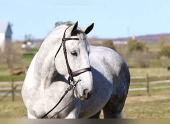 Percheron Croisé, Hongre, 7 Ans, 173 cm, Gris
