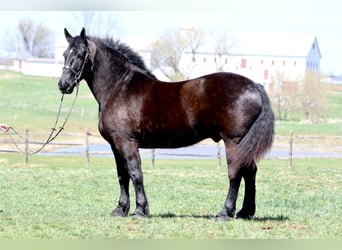 Percheron, Hongre, 7 Ans, 173 cm, Noir