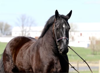Percheron, Hongre, 7 Ans, 173 cm, Noir