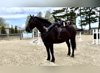 Percheron, Hongre, 7 Ans, 173 cm, Noir