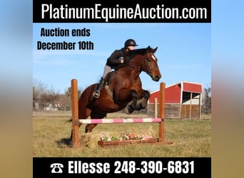 Percheron, Hongre, 7 Ans, Bai cerise