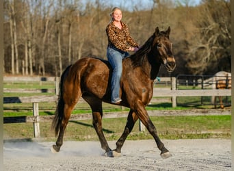 Percheron Croisé, Hongre, 7 Ans, Bai cerise