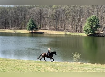 Percheron Croisé, Hongre, 7 Ans, Bai cerise
