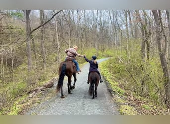 Percheron Croisé, Hongre, 7 Ans, Bai cerise
