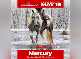 Percheron Croisé, Hongre, 7 Ans, Gris pommelé