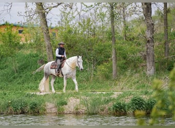 Percheron Croisé, Hongre, 7 Ans, Gris pommelé