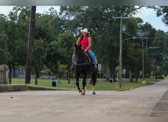 Percheron, Hongre, 8 Ans, 155 cm, Noir
