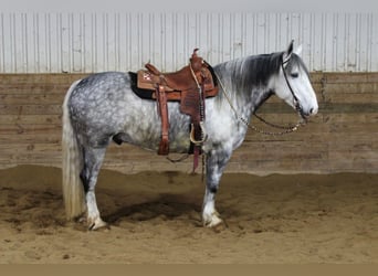 Percheron, Hongre, 8 Ans, 157 cm, Gris pommelé