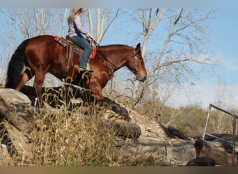 Percheron Croisé, Hongre, 8 Ans, 160 cm, Bai cerise