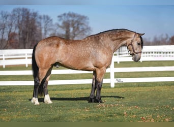 Percheron Croisé, Hongre, 8 Ans, 160 cm, Buckskin