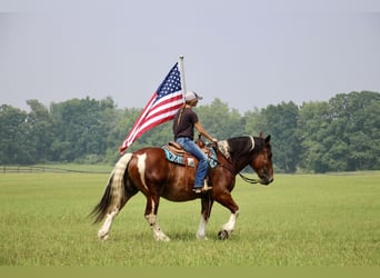 Percheron, Hongre, 8 Ans, 160 cm, Tobiano-toutes couleurs