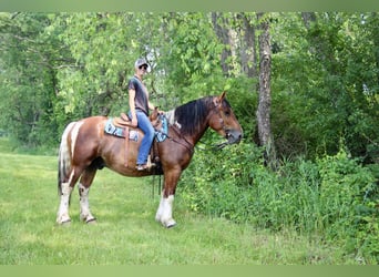 Percheron, Hongre, 8 Ans, 160 cm, Tobiano-toutes couleurs