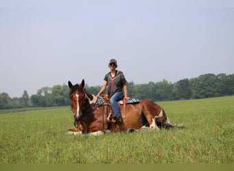 Percheron, Hongre, 8 Ans, 160 cm, Tobiano-toutes couleurs