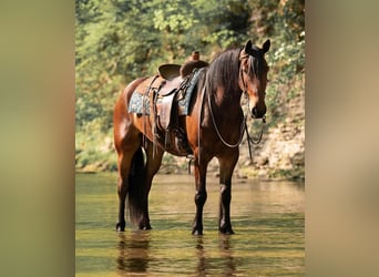 Percheron, Hongre, 8 Ans, 163 cm, Bai cerise