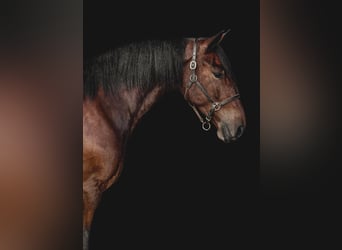 Percheron, Hongre, 8 Ans, 163 cm, Bai cerise