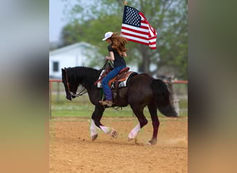 Percheron, Hongre, 8 Ans, 163 cm, Bai cerise