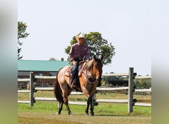 Percheron Croisé, Hongre, 8 Ans, 168 cm