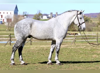 Percheron Croisé, Hongre, 8 Ans, 173 cm, Gris
