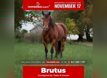 Percheron Croisé, Hongre, 9 Ans, 160 cm, Bai cerise