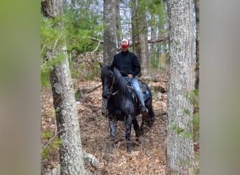 Percheron, Hongre, 9 Ans, 160 cm, Isabelle