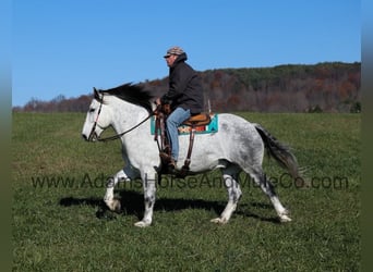 Percheron, Hongre, 9 Ans, 163 cm, Gris pommelé