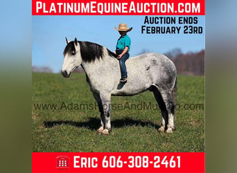 Percheron, Hongre, 9 Ans, 163 cm, Gris pommelé