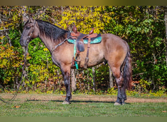 Percheron, Hongre, 9 Ans, 163 cm, Grullo