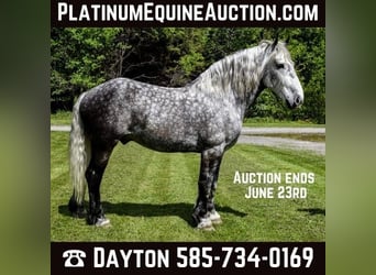 Percheron, Hongre, 9 Ans, 170 cm, Gris pommelé