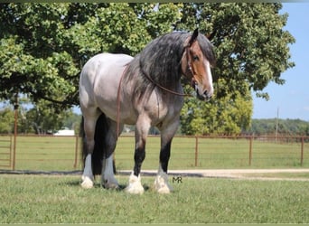 Percheron, Hongre, 9 Ans, 175 cm, Roan-Bay