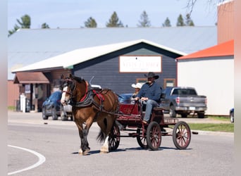 Percheron Croisé, Hongre, 9 Ans, Bai cerise