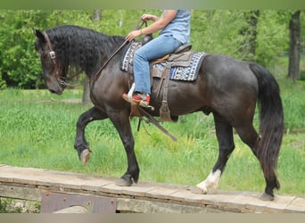 Percheron Croisé, Hongre, 9 Ans, Noir