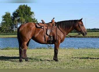 Percheron, Jument, 11 Ans, 170 cm, Bai cerise