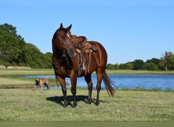 Percheron, Jument, 11 Ans, 170 cm, Bai cerise