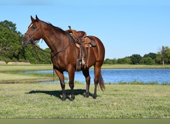 Percheron, Jument, 11 Ans, 170 cm, Bai cerise