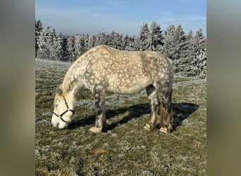 Percheron Croisé, Jument, 12 Ans, 162 cm, Gris