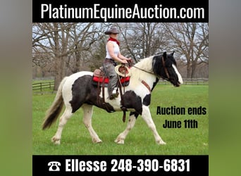 Percheron, Jument, 12 Ans, 173 cm, Tobiano-toutes couleurs