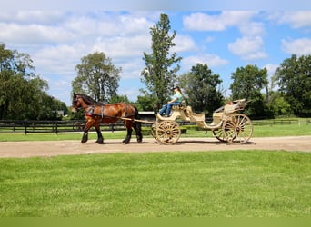 Percheron, Jument, 12 Ans, 178 cm, Bai cerise
