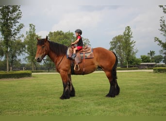 Percheron, Jument, 12 Ans, 178 cm, Bai cerise