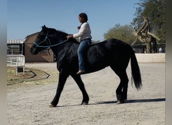 Percheron Croisé, Jument, 13 Ans, 160 cm, Noir