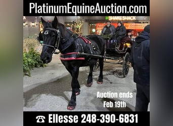 Percheron, Jument, 18 Ans, Noir
