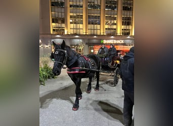 Percheron, Jument, 18 Ans, Noir