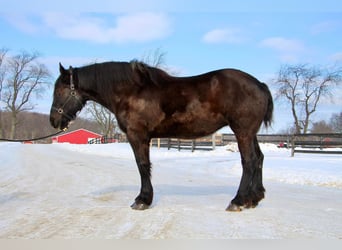 Percheron, Jument, 18 Ans, Noir
