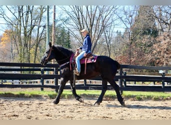 Percheron, Jument, 18 Ans, Noir