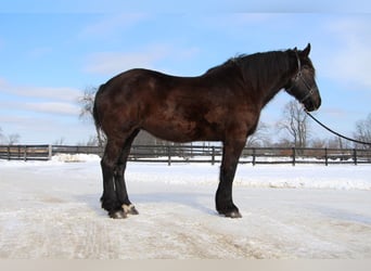 Percheron, Jument, 18 Ans, Noir