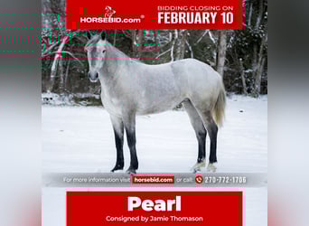 Percheron Croisé, Jument, 3 Ans, 157 cm, Gris