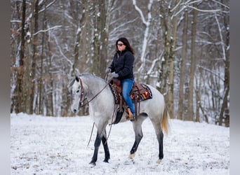 Percheron Croisé, Jument, 3 Ans, 157 cm, Gris