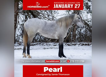 Percheron Croisé, Jument, 3 Ans, 157 cm, Gris