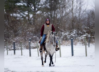 Percheron Croisé, Jument, 3 Ans, 157 cm, Gris