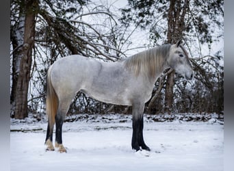 Percheron Croisé, Jument, 3 Ans, 157 cm, Gris