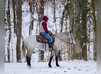 Percheron Croisé, Jument, 3 Ans, 157 cm, Gris